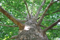 hardtree8