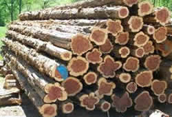 softlog1