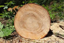 softlog4