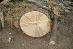 softlog6