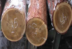 softlog8