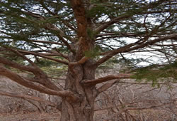 softtree1