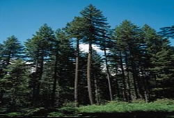softtree2