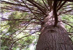 softtree3