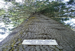 softtree4