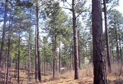 softtree5