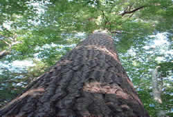 softtree7