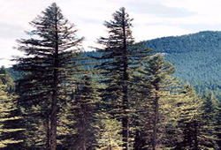 softtree8